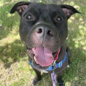 Rico Suave the Pitbull Mix at Monmouth County SPCA