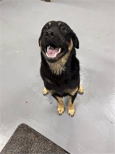 Bosley the Rottweiler / Shepherd Mix at No Paw Left Behind