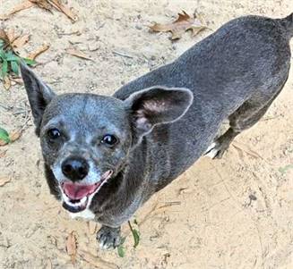 Siren TX the Chihuahua / Dachshund at North Star Pet Rescue