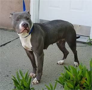 Dolly the Staffordshire Bull Terrier at West Orange Animal Welfare League