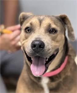 Valeera the Plott Hound/Black and Tan Coonhound at O.S.C.A.R.