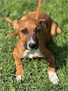 Sophie the Labrador Retriever/Cattle Dog at O.S.C.A.R.