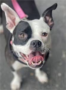 Darla the Boston Terrier Mix at One Love Animal Rescue