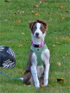 Pickles the Australian Shepherd at Pick Your Paw Animal Rescue