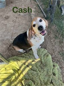 Cash the Beagle at Puppy Love Pet Rescue