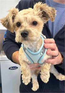 Alfie the Maltese - Yorkshire Terrier at Ramapo-Bergen Animal Refuge