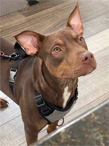 Chocky the Pit Bull Terrier & Doberman Pinscher Mix at Real Dog Rescue