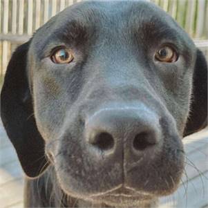 Adventure the Retriever - Black Labrador at Rosemarie's Rescue Ranch