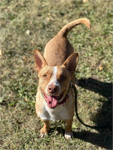 Bonnie the American Blue Heeler/Mix at St. Hubert's Animal Welfare Center