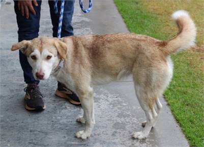 Ember the Siberian Husky/Mix at St. Hubert's Animal Welfare Center