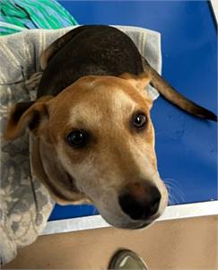 Juniper the Australian Cattle Dog/Mix at St. Hubert's Animal Welfare Center