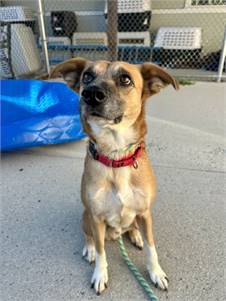 Otis the Mixed Breed at St. Hubert's Animal Welfare Center