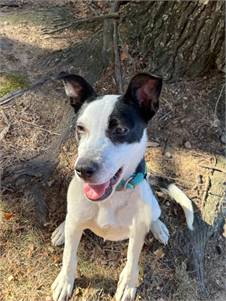 Moo-Moo the Fox Terrier / Rat Terrier / Mixed at Sammy's Hope