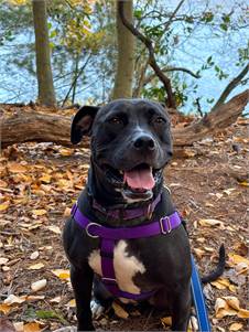 Bella the American Staffordshire Terrier & Black Labrador Retriever Mix at Shore Save