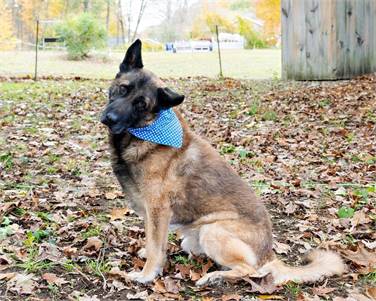 Lucky the German Shepherd Dog Mix at Trina & Friends K9 Rescue