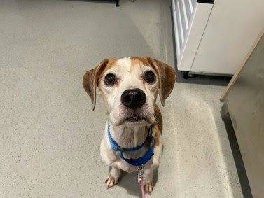 Kilo the Beagle Mix at Linus & Friends