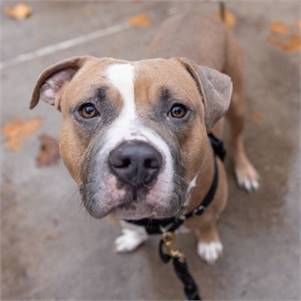 Strawberry the American Pit Bull Terrier Mix at ASPCA NYC