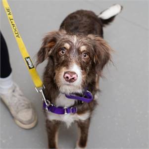 Laila the Bernese Mountain Dog & Standard Poodle Mix at Animal Haven