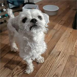 Oliver the Shih Tzu at Heavenly Angels Animal Rescue