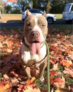 Nelsa the Mixed Breed at St. Hubert's Animal Welfare Center