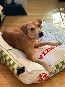 Birdie the Yellow Labrador Retriever at Home For Good Dog Rescue