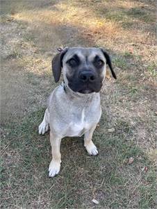 Knox the Shepherd Mix at Home for Good Dog Rescue 