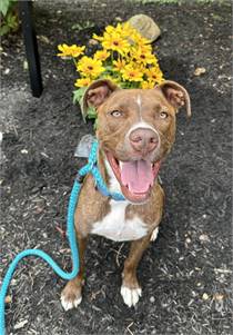 Pit Bull Terrier Mix at Eleventh Hour Rescue