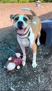 Labrador Retriever / Boxer Mix at Eleventh Hour Rescue