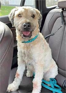 Monroe the Soft Coated Wheaton Terrier at NJSH Pet Rescue