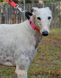 Logan the Greyhound at Greyhound Friends of New Jersey