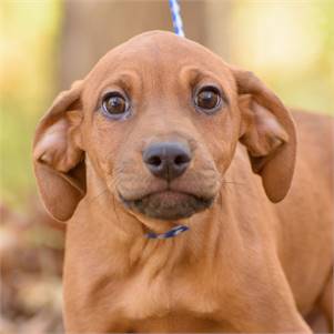 Karter the Hound Mix at Animal Alliance of NJ