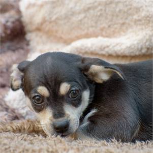 Timmy the Chiweenie Mix at Animal Alliance of NJ