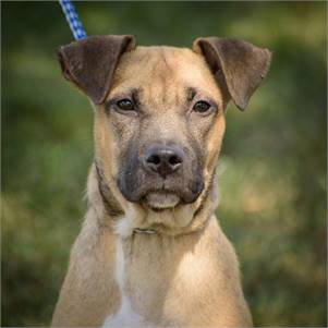 Sebastian the Hound Mix at Animal Alliance of NJ