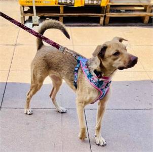 Jade the Hound at Animal Alliance of NJ