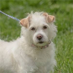 Zena the Wirehaired Terrier at Animal Alliance of NJ