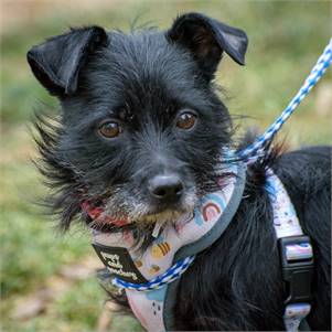 Luna the Chihuahua & Wirehaired Terrier Mix at Animal Alliance of NJ