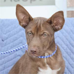 Gus the German Shepherd Dog Mix at Animal Alliance of NJ