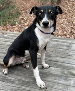 Milo the Terrier Mix at Animal Welfare Association of New Jersey