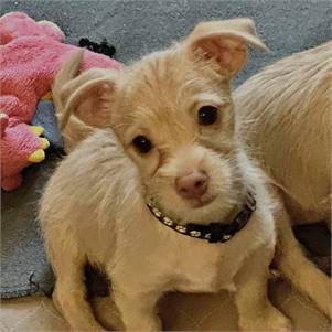 Casper the Terrier & Jack Russell Terrier Mix at A Second Chance for Ziva