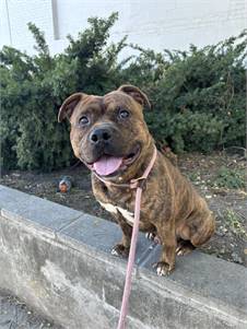 Tiger the American Staffordshire Terrier Mix at Associated Humane Societies - Newark