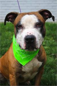 Bandit the Pit Bull Terrier Mix at Associated Humane Societies - Newark