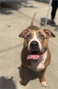 Radiance the Pit Bull Terrier Mix at Associated Humane Societies - Newark