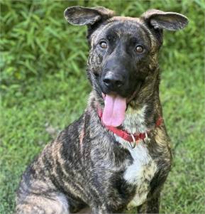 Gracie the Shepherd Mix at Best Friend Dog and Animal Adoption, Inc.