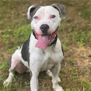 Hugo the American Staffordshire Terrier at Best Friend Dog and Animal Adoption, Inc.