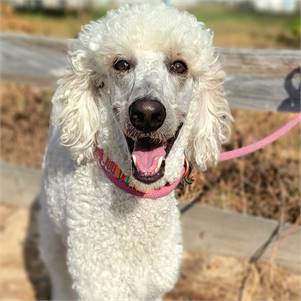 Tru the Standard Poodle at Big Dog Rescue Project