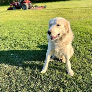 Zayah the Great Pyrenees at Big Dog Rescue Project