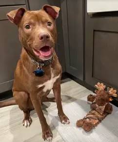 Moose the American Pit Bull Terrier