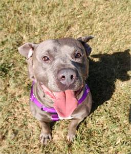 Bluford at Cape May County Animal Shelter and Adoption Center