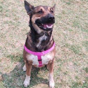 Zeke at Cape May County Animal Shelter and Adoption Center