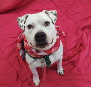 Cookie the American Bulldog at Cape May County Animal Shelter and Adoption Center